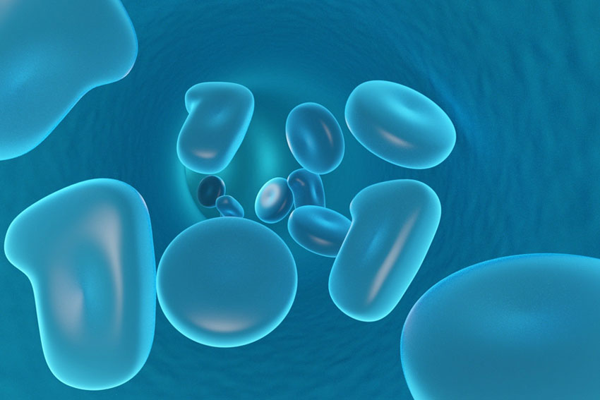 Life Begins and Ends in THE CELL
