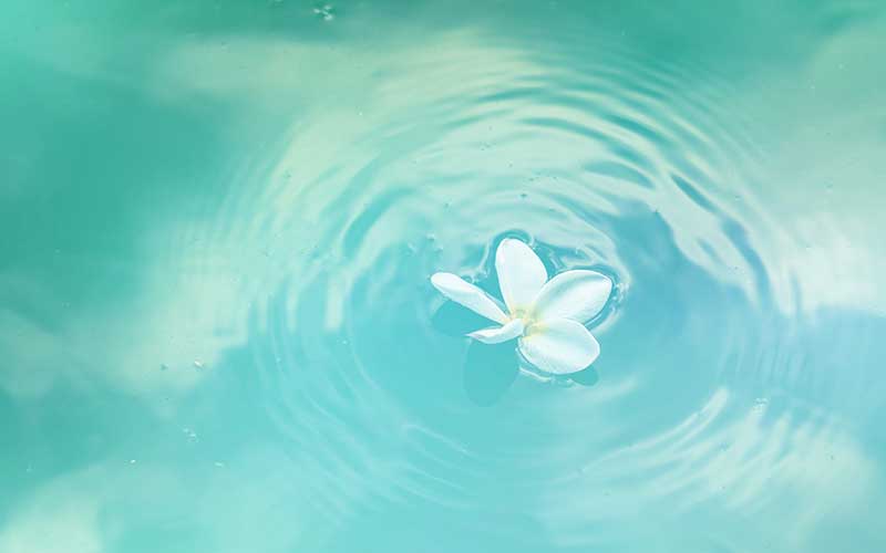 White flower floating in turquoise water